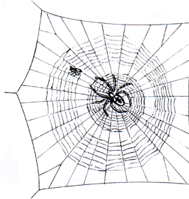 web spider